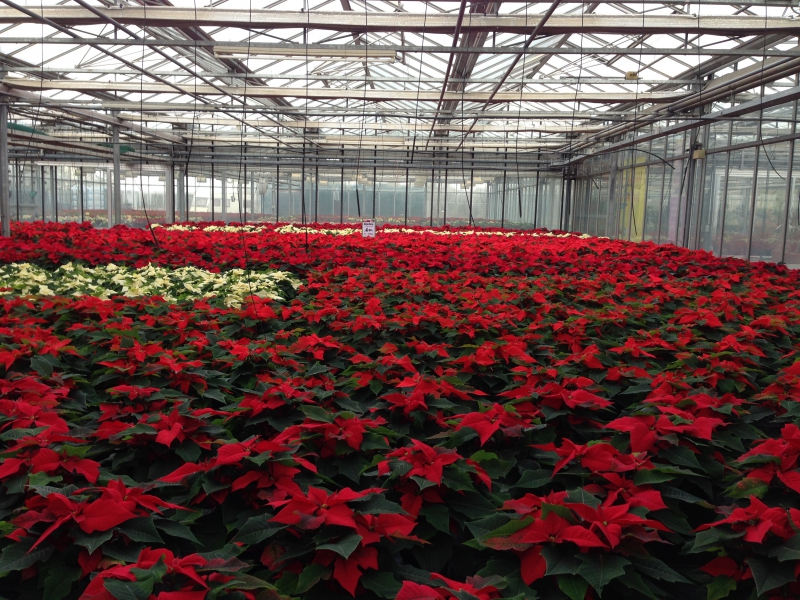 pepiniere--min_poinsettia-210023